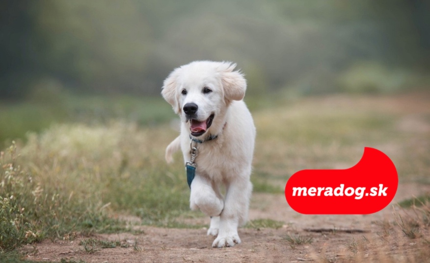 Zlatý retrívr-meradog.sk